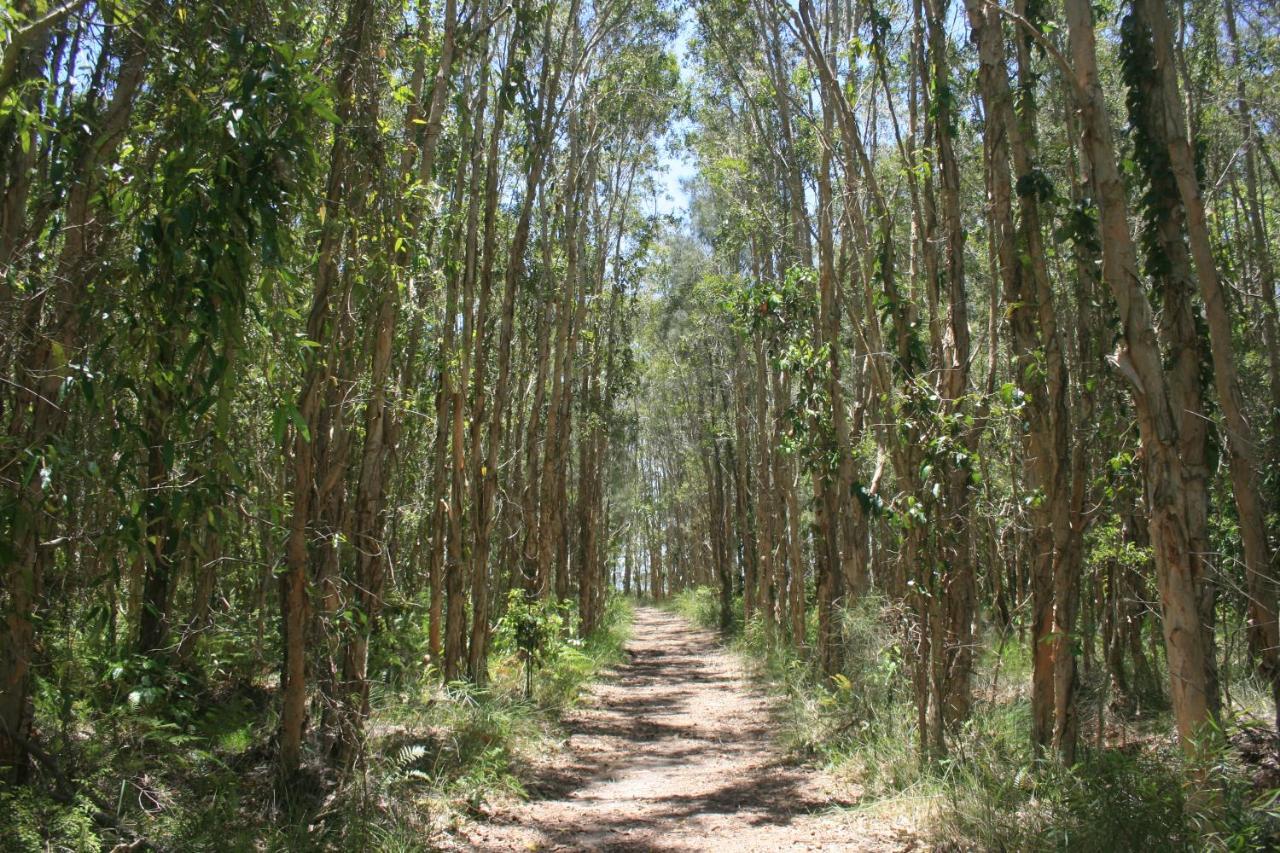Lake Weyba Noosa Lodge & Kangaroos Praia Peregian Exterior foto