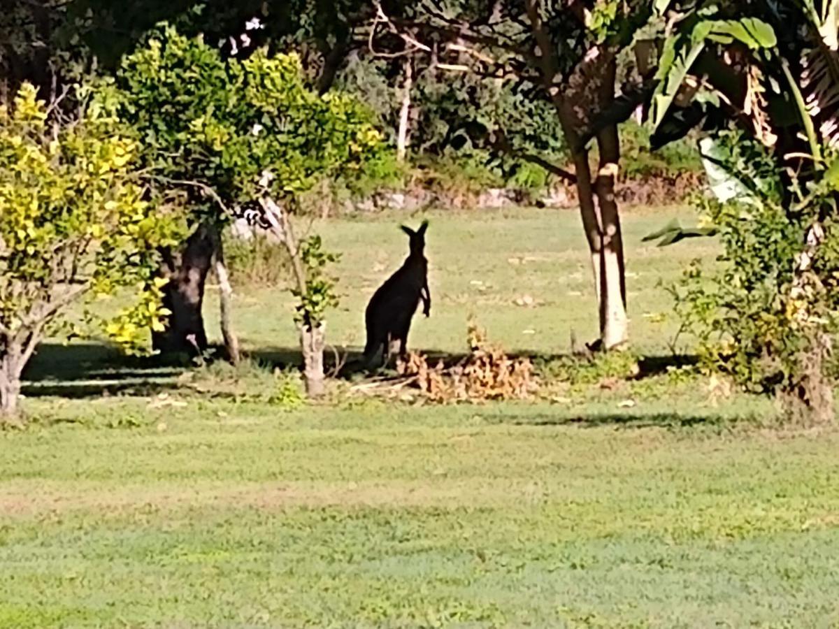 Lake Weyba Noosa Lodge & Kangaroos Praia Peregian Exterior foto