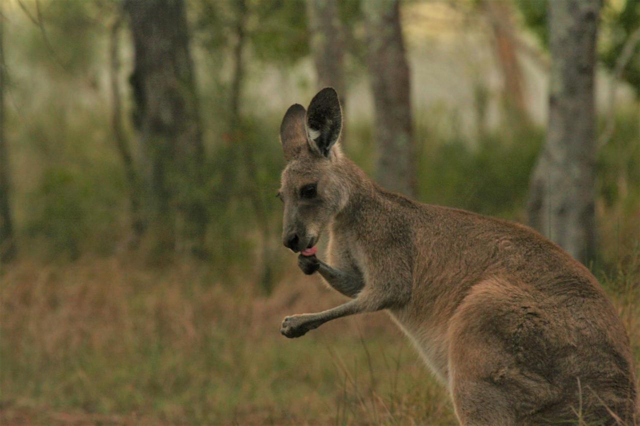 Lake Weyba Noosa Lodge & Kangaroos Praia Peregian Exterior foto