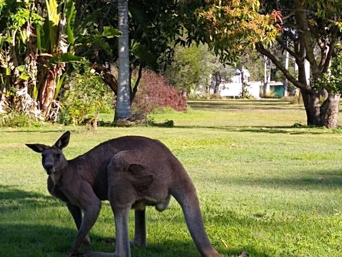 Lake Weyba Noosa Lodge & Kangaroos Praia Peregian Exterior foto