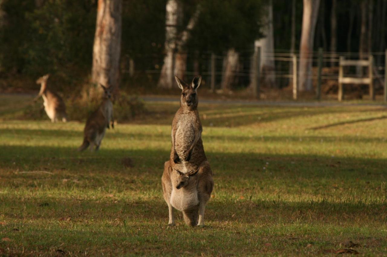 Lake Weyba Noosa Lodge & Kangaroos Praia Peregian Exterior foto