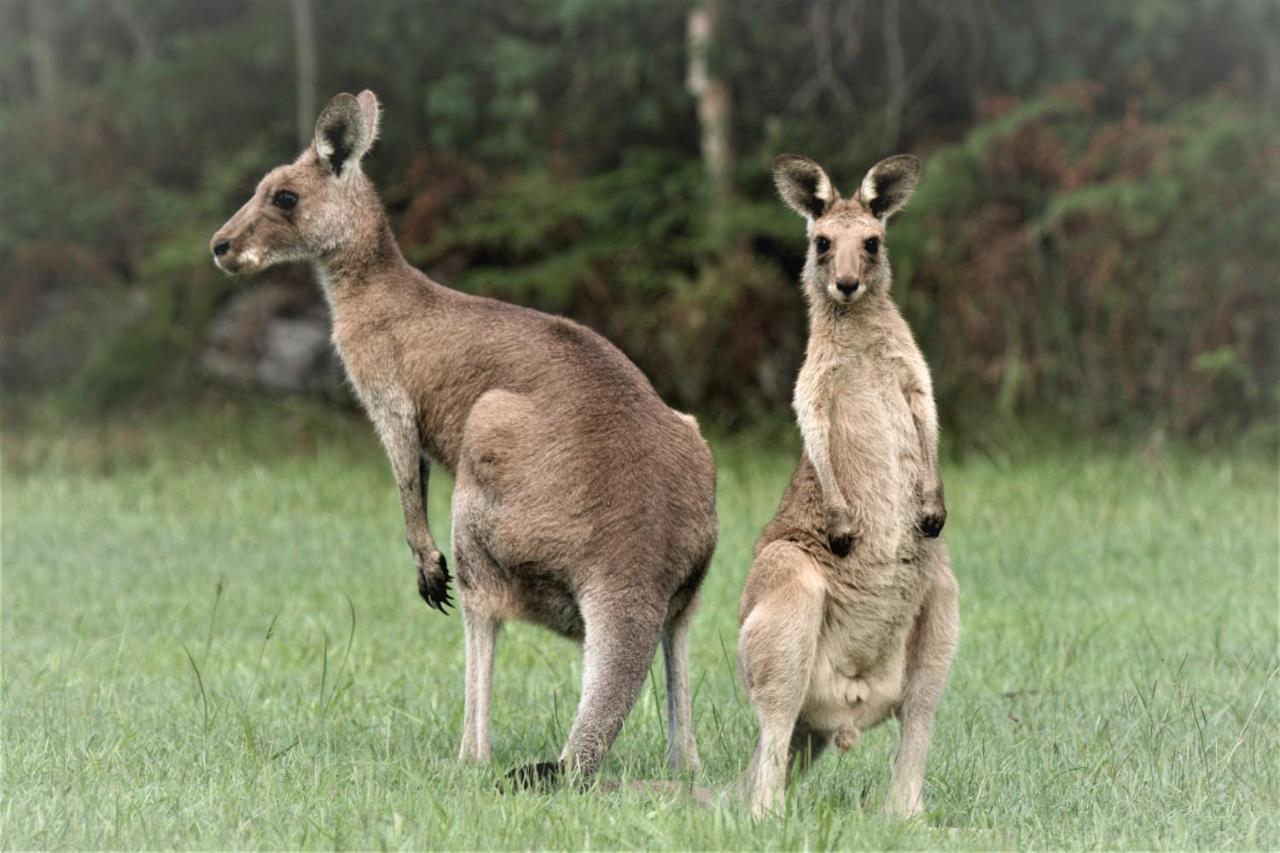 Lake Weyba Noosa Lodge & Kangaroos Praia Peregian Exterior foto
