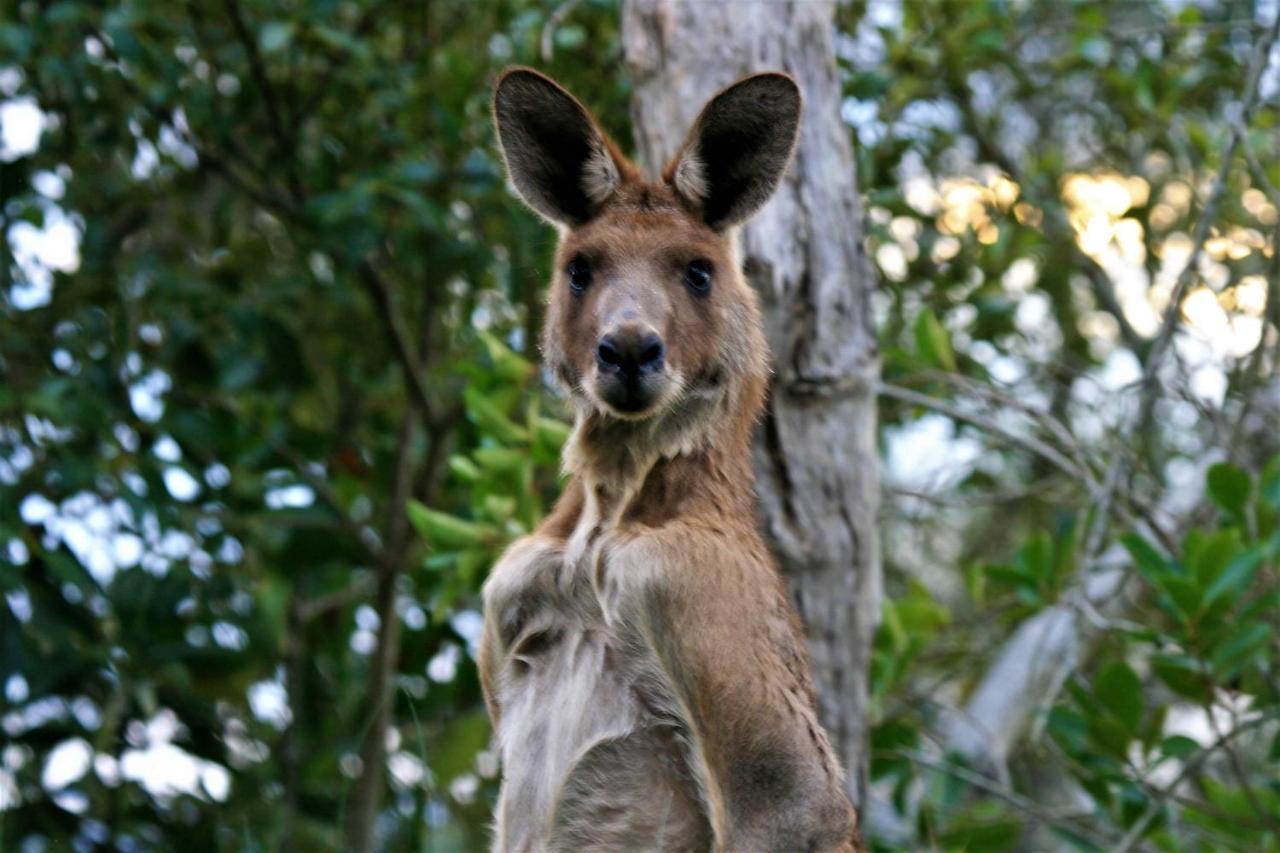Lake Weyba Noosa Lodge & Kangaroos Praia Peregian Exterior foto