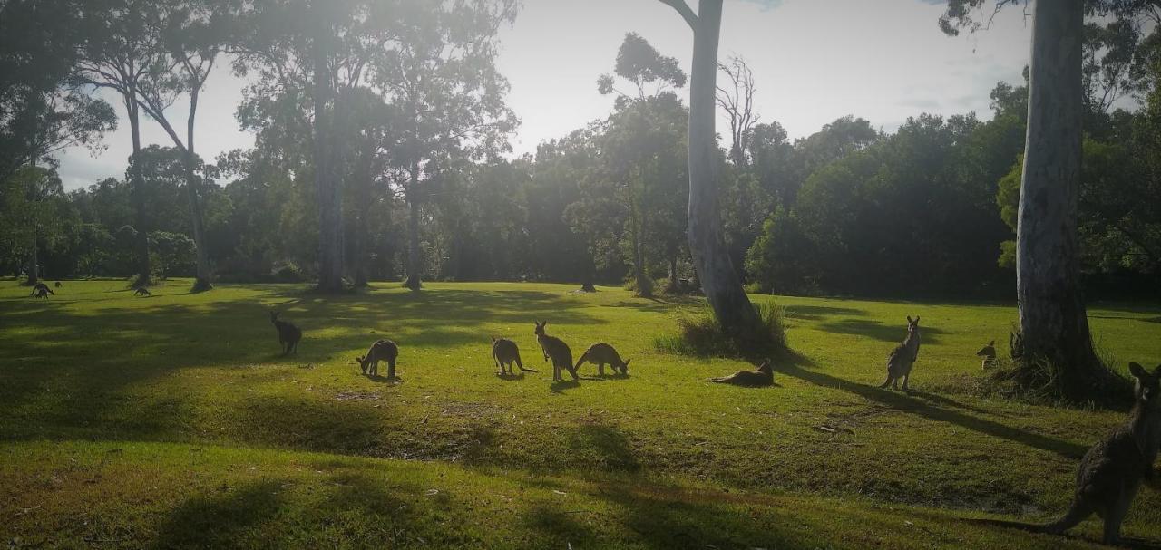 Lake Weyba Noosa Lodge & Kangaroos Praia Peregian Exterior foto
