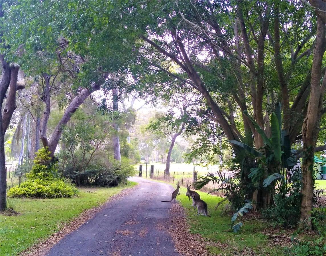 Lake Weyba Noosa Lodge & Kangaroos Praia Peregian Exterior foto